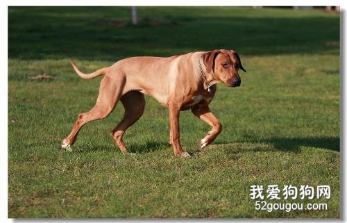 怎么区分伤口是狗咬的 如何应对处理?