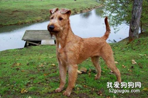 怎么区分伤口是狗咬的 如何应对处理?