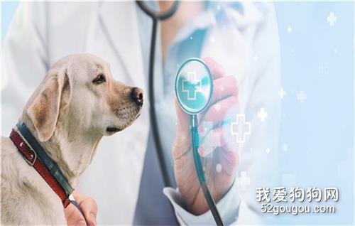 狗狗抽筋全身僵硬 狗狗癫痫要提防!