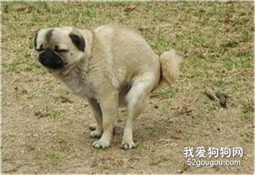 狗狗排便前为什么转圈?
