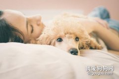 <b>狗狗为什么喜欢和主人睡在一起？</b>