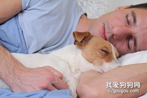狗狗为什么喜欢和主人睡在一起?