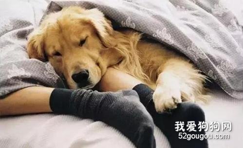 狗狗为什么喜欢和主人睡在一起?
