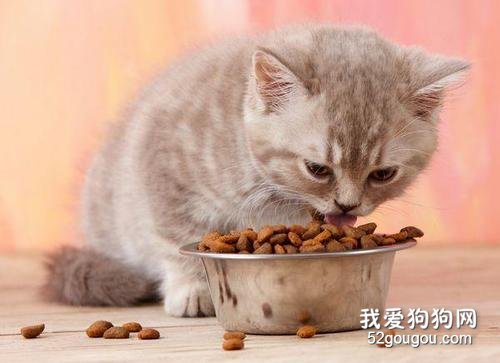 成年猫一个月吃多少猫粮？