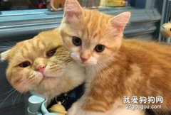 <b>长寿的猫品种 这些猫咪属于比较长寿的猫咪了！</b>