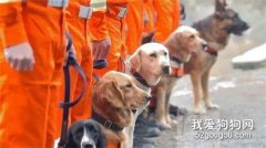 <b>特殊的逆行者——搜救犬</b>