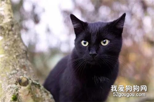 <b>黑猫是一种邪物，不能养！</b>