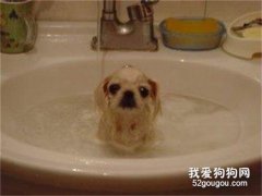狗狗冬天洗澡，要注意什么？