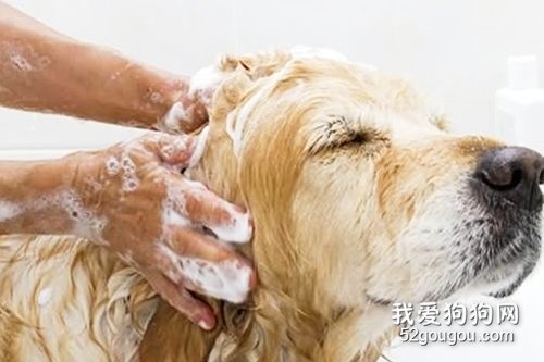 狗狗冬天洗澡，要注意什么？