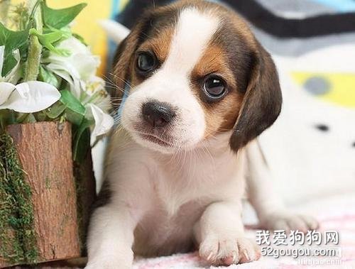 怎样预防犬疱疹病毒感染？