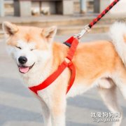 <b>如何正确使用狗狗牵引绳？</b>