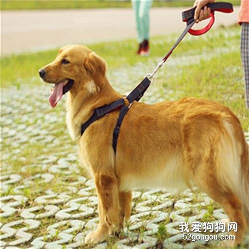如何正确使用狗狗牵引绳?