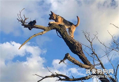 <b>德牧追猫咪却被困在7米高树上瑟瑟发抖...这次丢狗丢大了...</b>