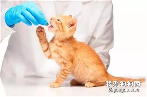 怎么判断猫发烧 测量体温应以肛温为准