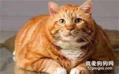 <b>中华田园猫品种大全 可爱的橘猫竟然是中国的！</b>