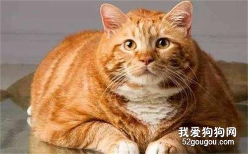 中华田园猫品种大全 可爱的橘猫竟然是中国的！