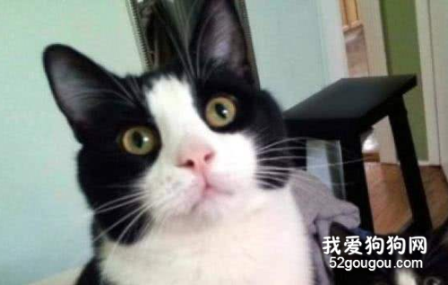 中华田园猫品种大全 可爱的橘猫竟然是中国的！