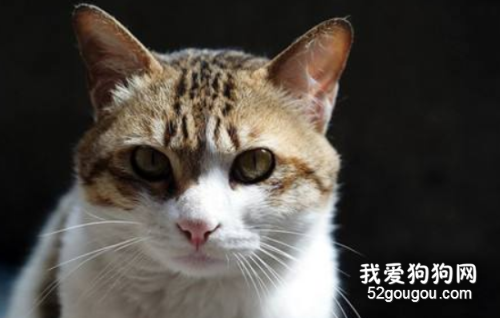 中华田园猫品种大全 可爱的橘猫竟然是中国的！