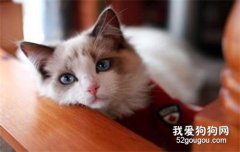 <b>最受欢迎的猫咪品种排行榜 看看你家猫夺冠了吗！</b>