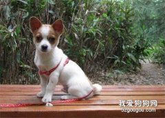 <b>狗狗拉稀怎么办 什么情况紧急到需要就医？</b>