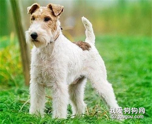 狗狗吃了洋葱后的症状 狗狗为什么吃了洋葱会尿血?