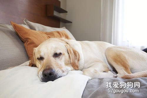 狗瘟和细小的区别 这些你要了解!