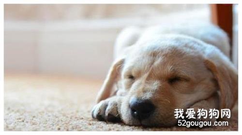 狗瘟是什么原因引起的 狗瘟的传播途径