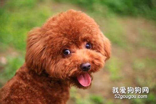 狗狗口臭怎么治