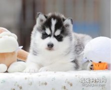 <b>幼犬喂驱虫药需要注意的问题</b>
