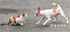 <b>狗为什么喜欢追猫 天性使然！</b>