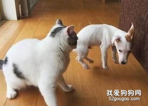 狗为什么喜欢追猫 天性使然!