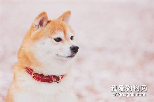 柴犬缺点 柴犬的缺点你都能接受的了吗?