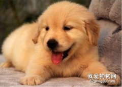 <b>金毛缺点 金毛的缺点你都能接受吗？</b>