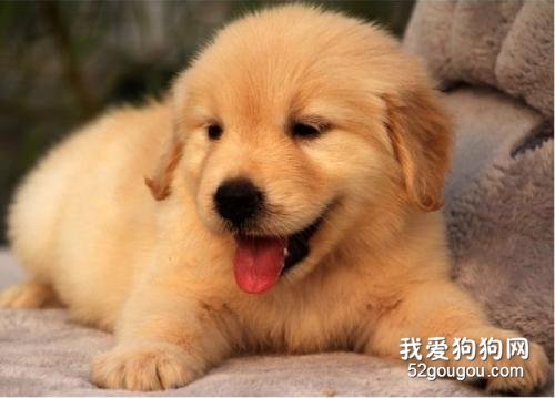 金毛缺点 金毛的缺点你都能接受吗?