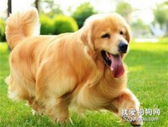 为什么金毛不能做警犬?明明人家和拉布拉多长得那么像