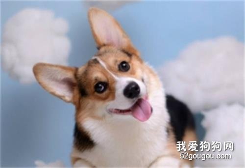 柯基喜欢主人的表现 这几种表现你有中吗?