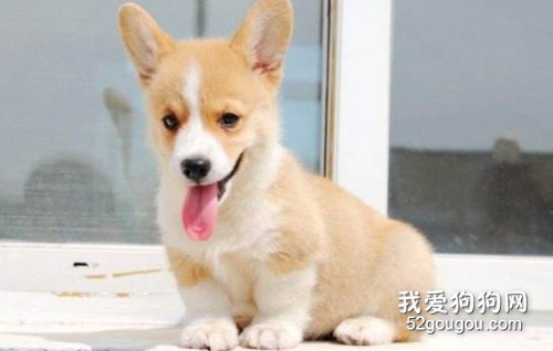 狗狗尿道感染的诊断和治疗