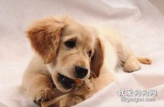<b>狗狗误食樟脑丸会中毒吗？</b>