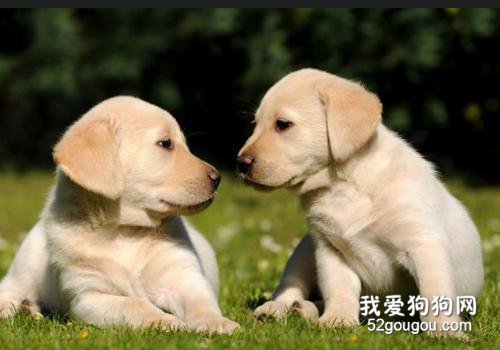狗狗误食樟脑丸会中毒吗?