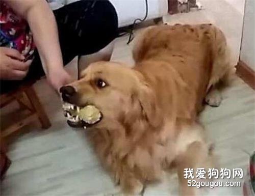 如何纠正狗狗护食习惯?