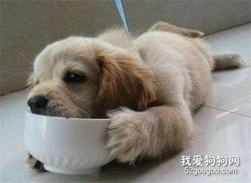 如何纠正狗狗护食习惯?