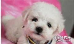 <b>狗狗常见的呕吐主要有哪几种情况</b>