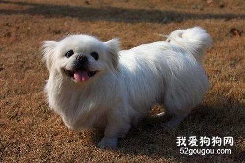 狗狗流产有什么症状 狗狗流产该怎么办?