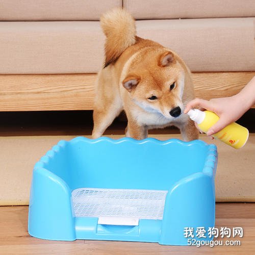 怎么训练狗狗定点上厕所 适用于99%的狗狗!