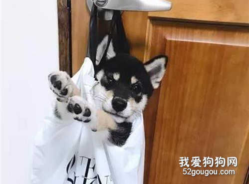 <b>大扫除怕阿柴捣乱，网友就想了这个办法，有点可爱！</b>