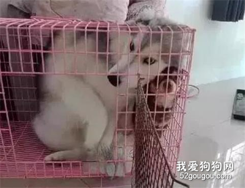 <b>主人领回只小狗，被家里二哈盯上后...生无可恋</b>