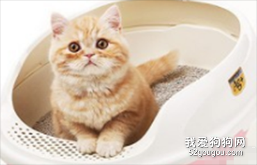 如何训练猫咪使用猫砂盆