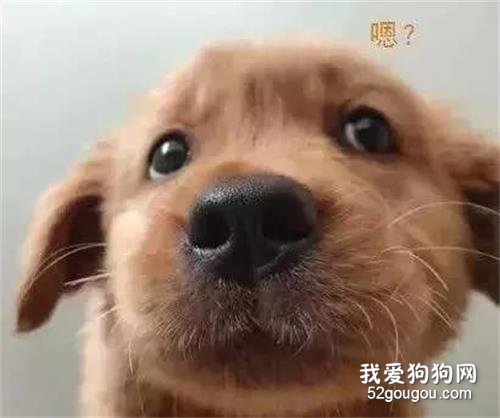 <b>养了只小金毛后，女孩每天都在惊吓中醒来</b>