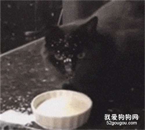 <b>第一次看到猫这样喝奶，主人都气到习惯了，笑屎！</b>