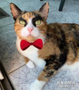 <b>这猫长得“浓眉大眼”，但怎么总觉得下秒要揍人啊……</b>